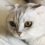小蔡蔡工作室站长小蔡蔡的头像-腾渊创想